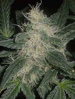 Marijuana Picture - White Bud