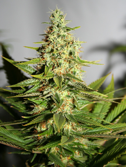 Marijuana Picture - Plant Bud