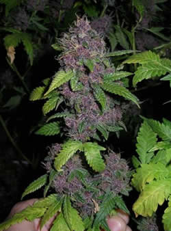 Marijuana Picture - Purple Bud