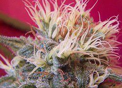 Marijuana Plant - Super Skunk